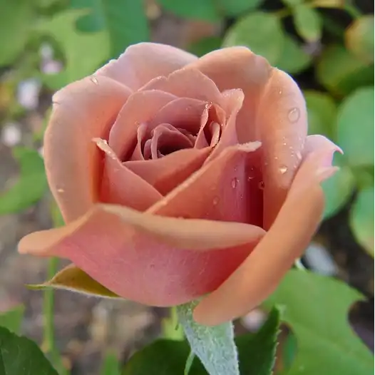Trandafiri Floribunda - Trandafiri - Koko Loco™ - 